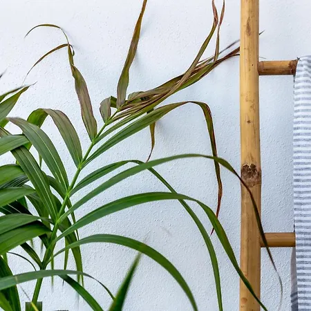 Divino (adults Only) *